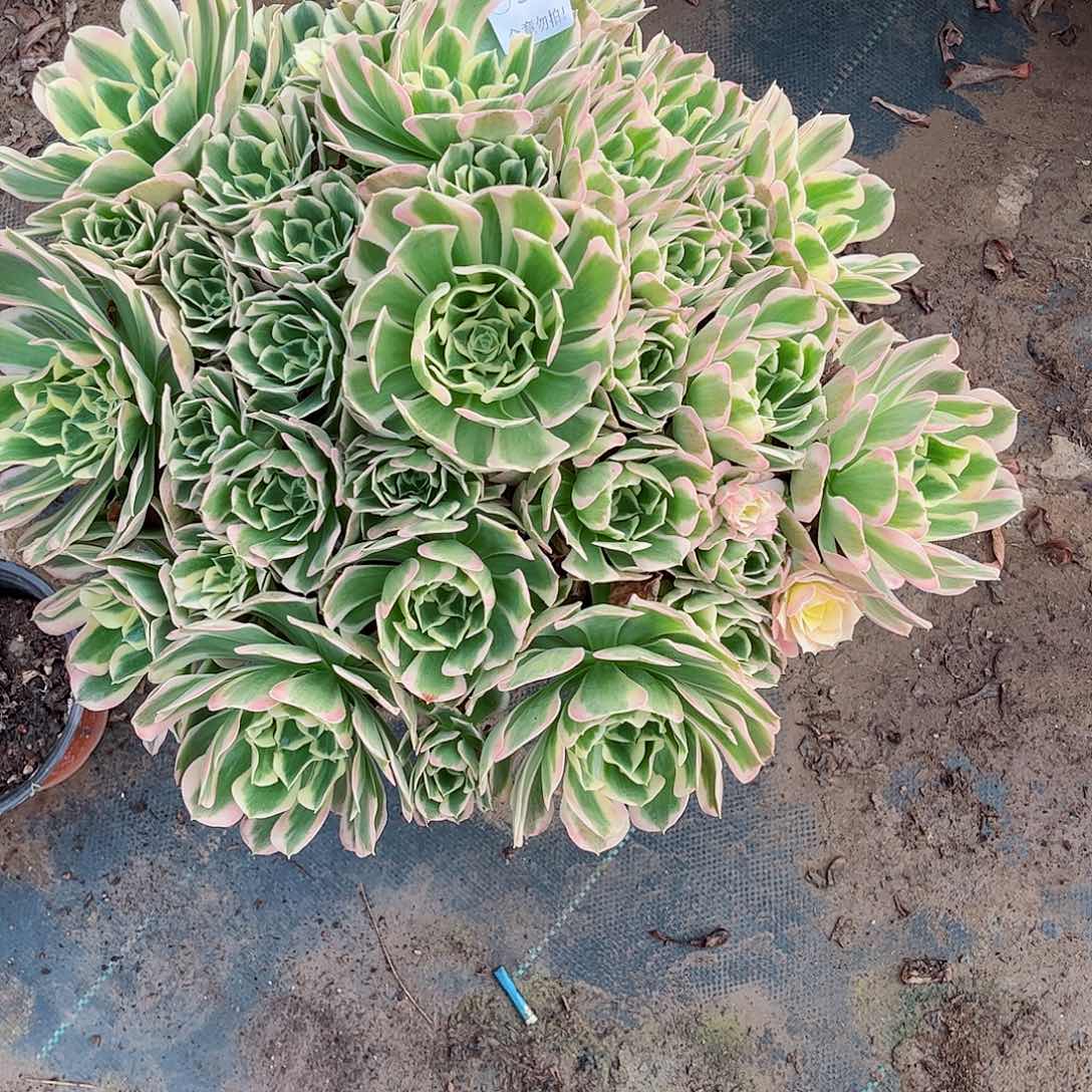 无花朵.****.多肉植物384