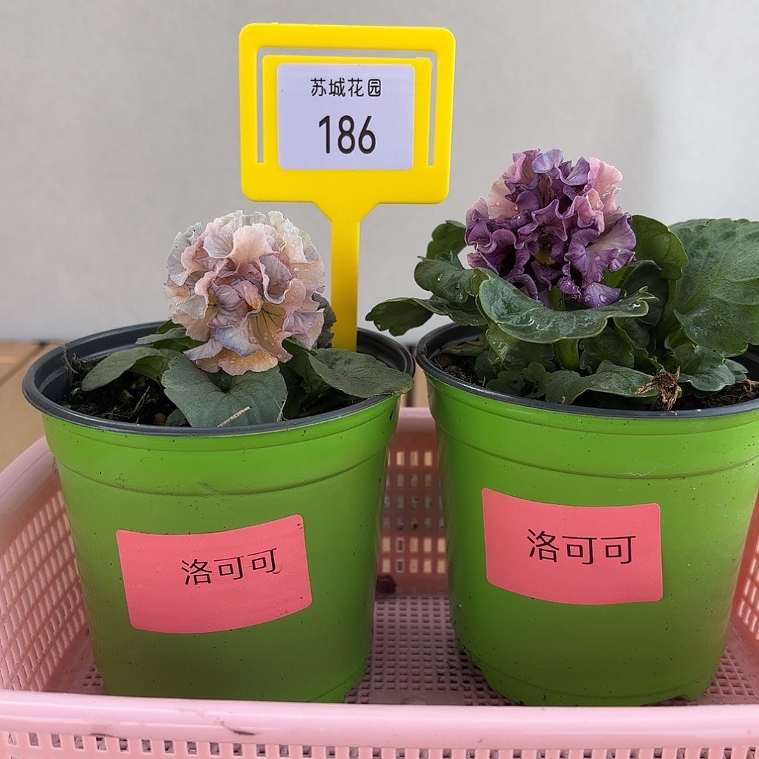 大部分开放少量花苞186