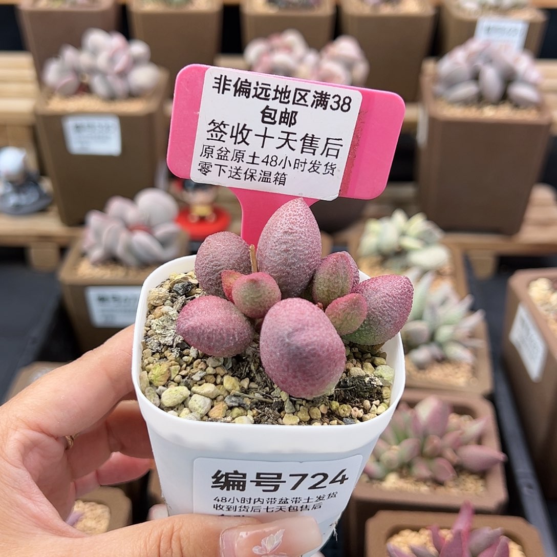 724服部多肉植物
