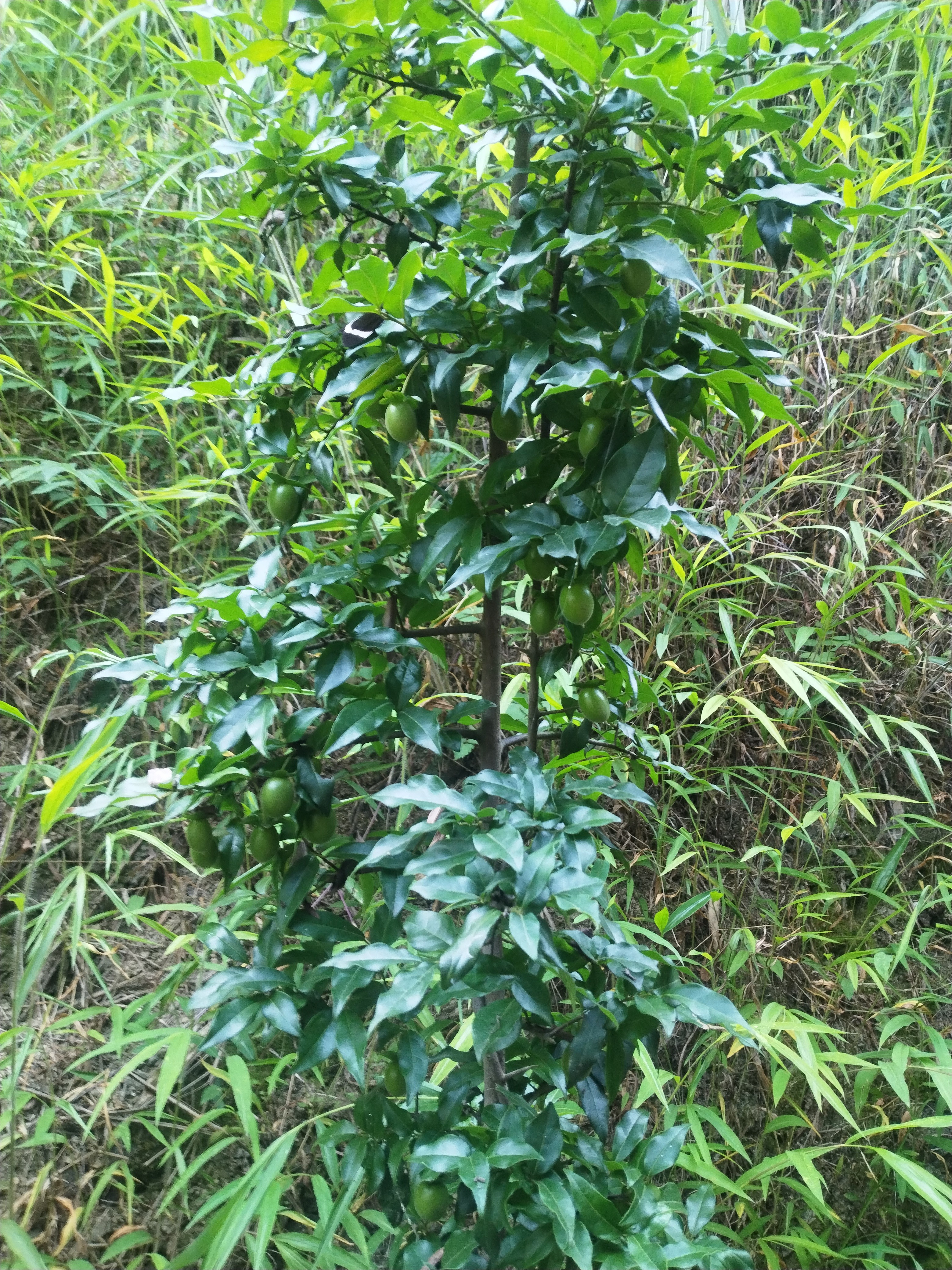 果树地栽盆栽带基质土发货适合庭院种植
