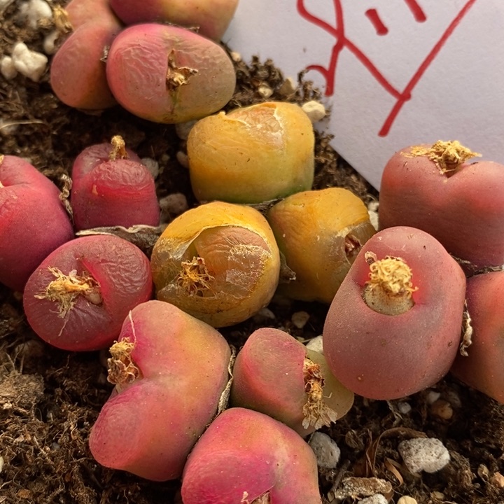 29194有伤一组一组