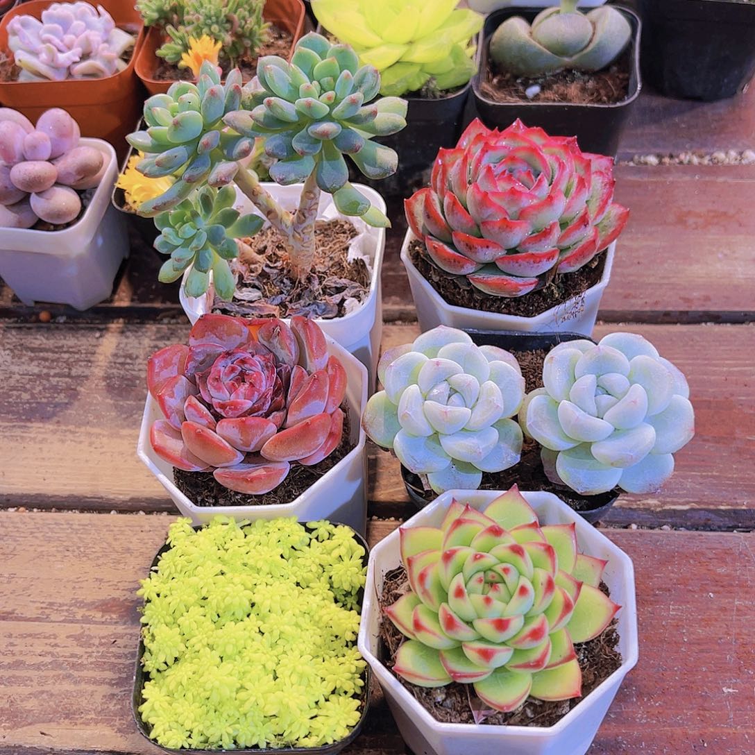 如图6盆11111111111111111111