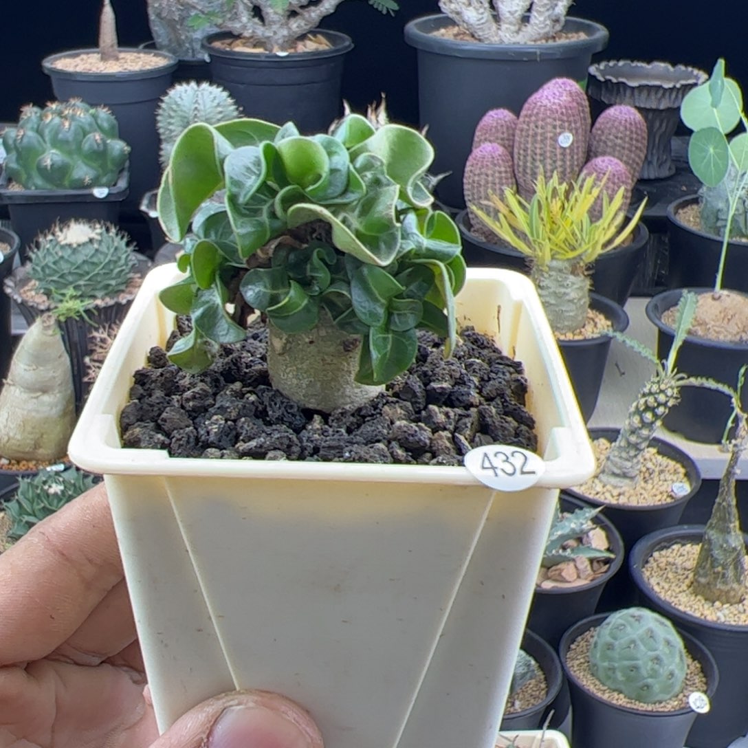 卡汉羊角一物一拍