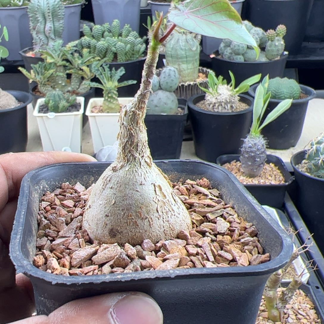 红脉榕3.9一物一拍带盆发