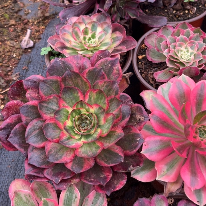 纳福多肉植物法师