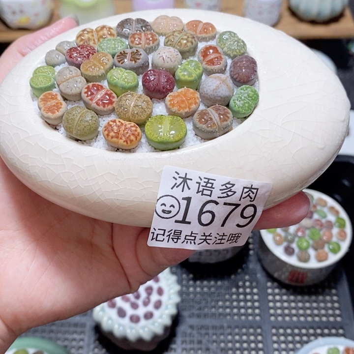精美盆栽 一物一拍 1679