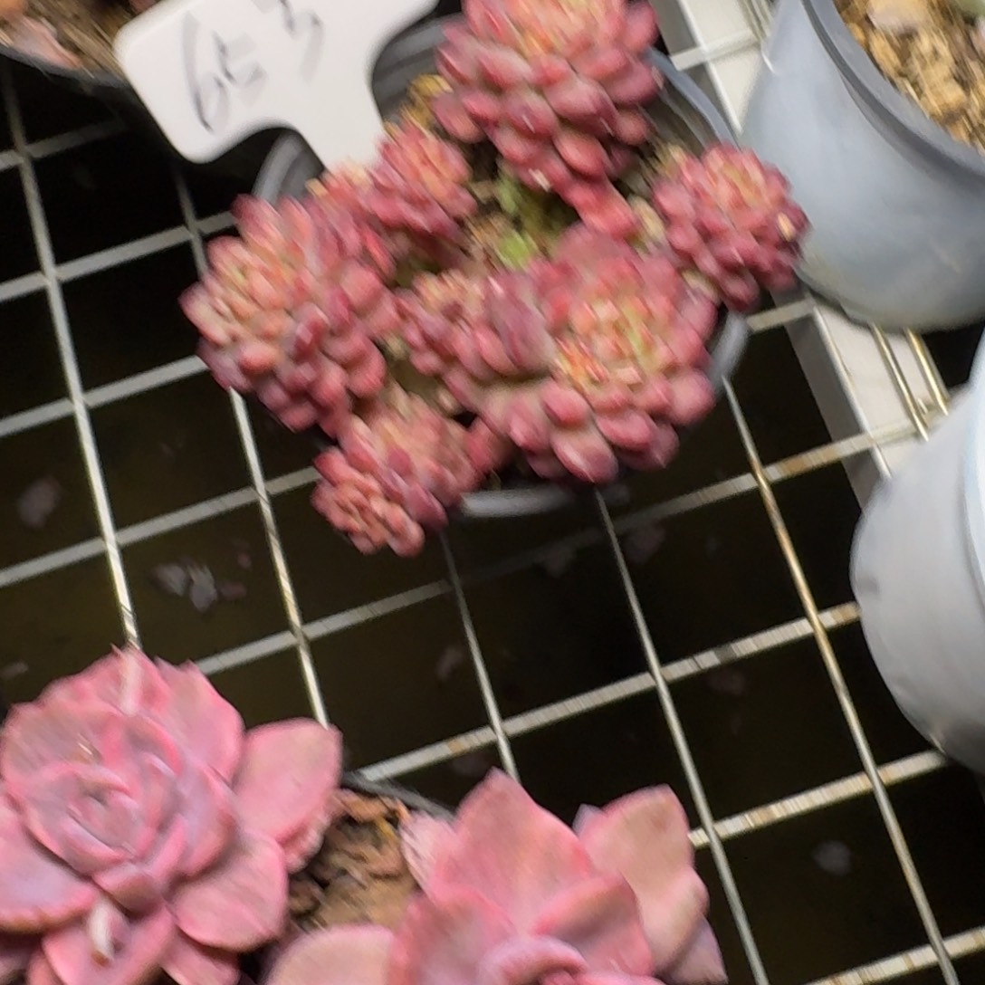 653草梅幕斯肉肉肉肉肉