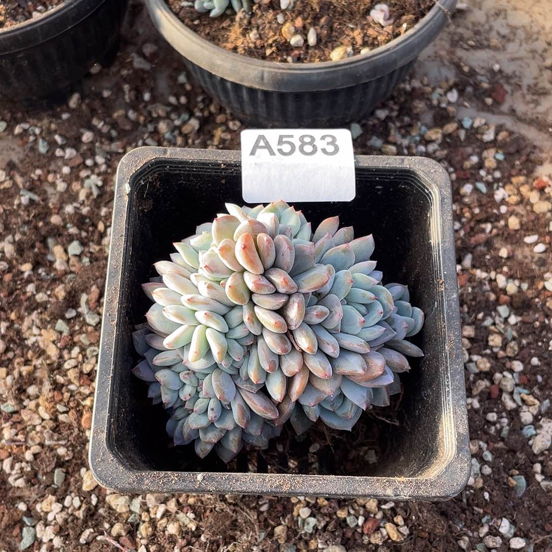 明***！583多肉植物多肉植物