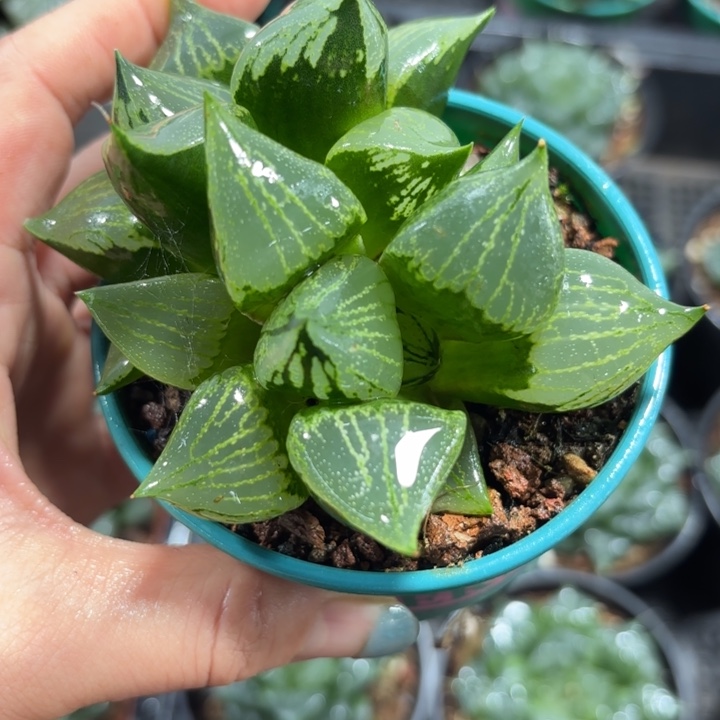 加仑盘裹般若多肉植物