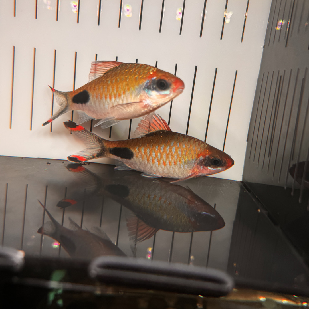 红线黑影道人紫红两点鲫红尾绿荧光鲫热带淡水观赏鱼好养耐活