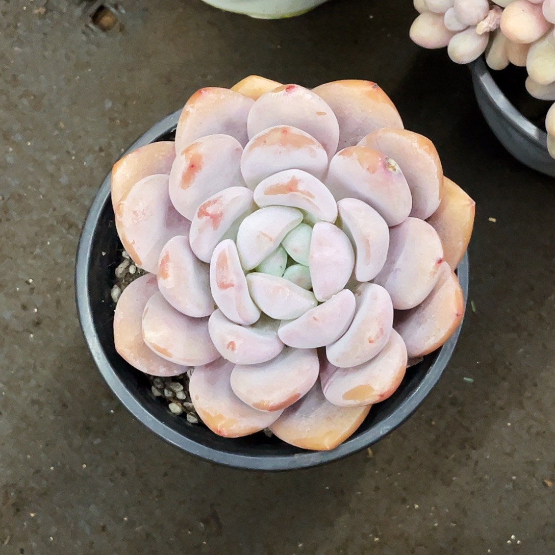 琳琳姐雪宝一颗哦