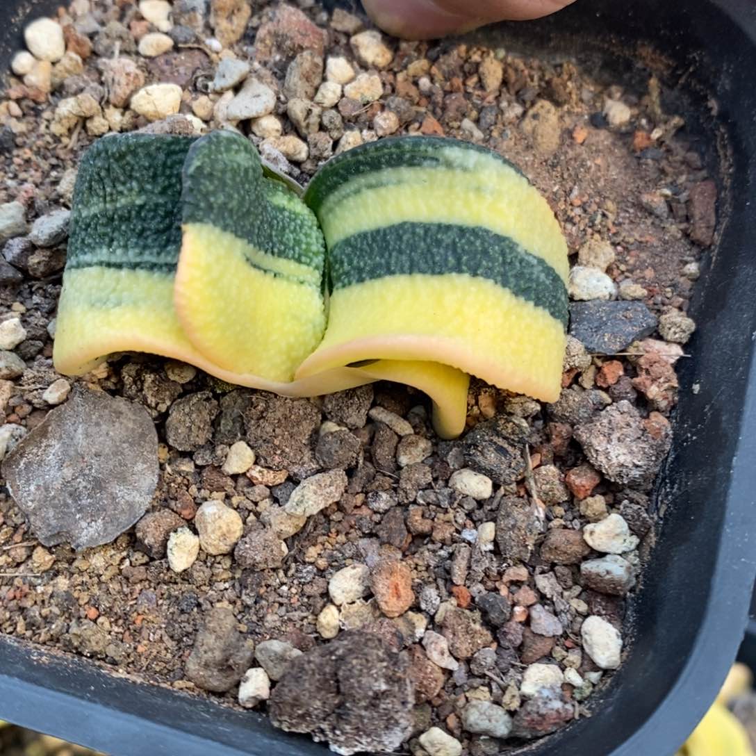 卧牛锦实生带盆发货