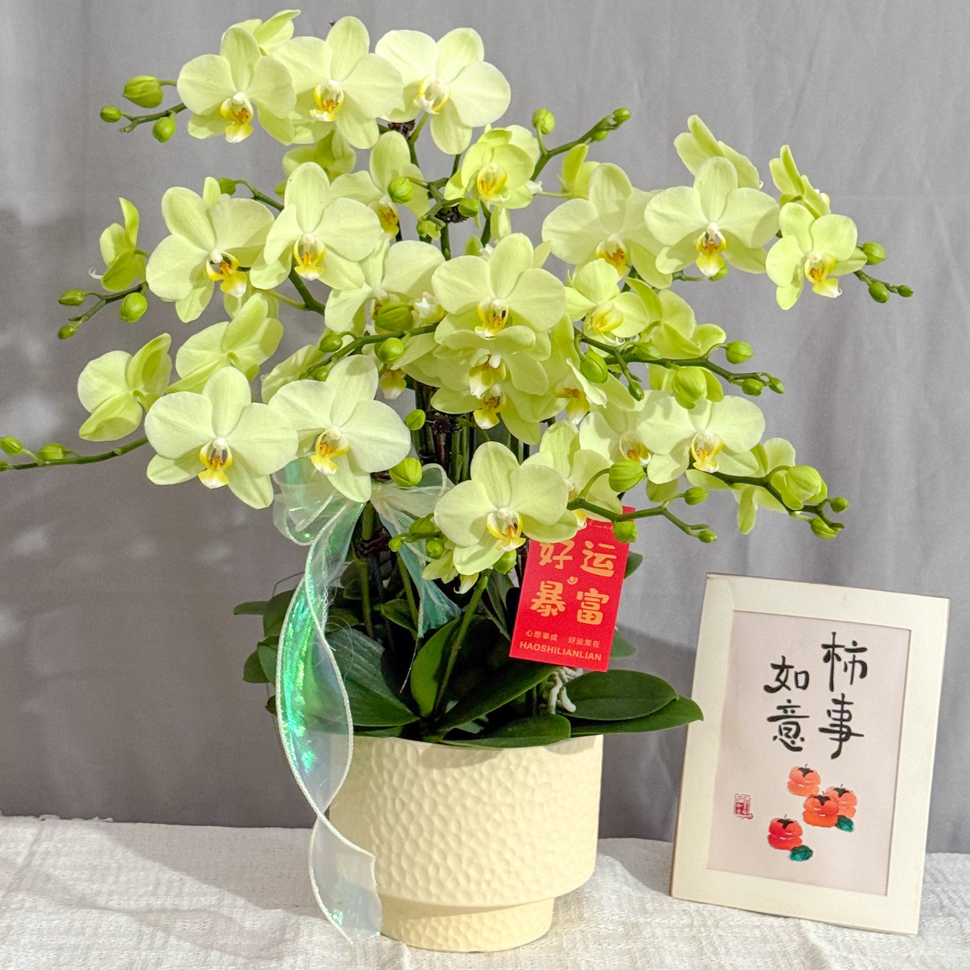 万顷蝴蝶兰<卡莉>鲜花 绿植 北欧风 好养花期长 年宵花 室内欣赏