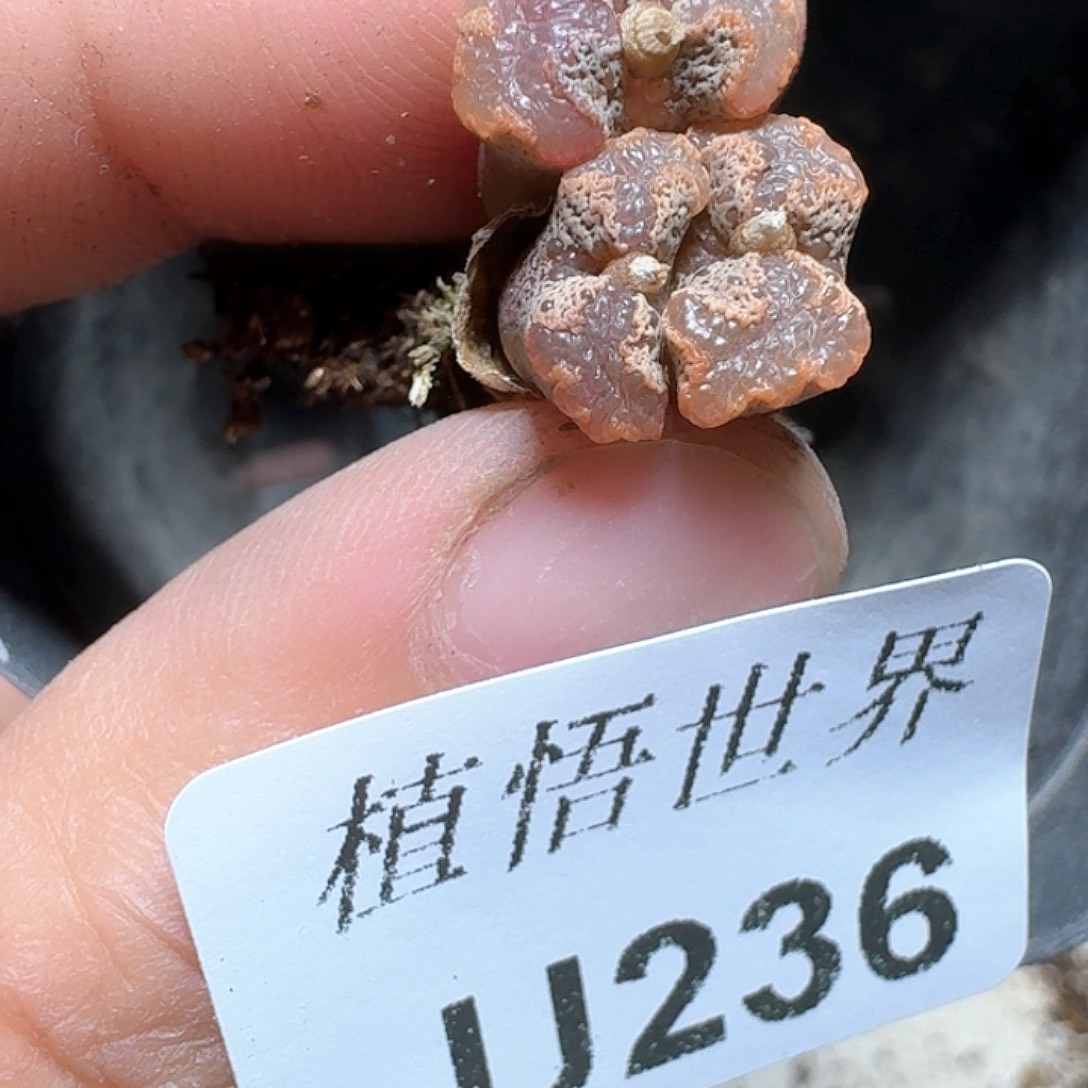 236号多肉植物哇d v