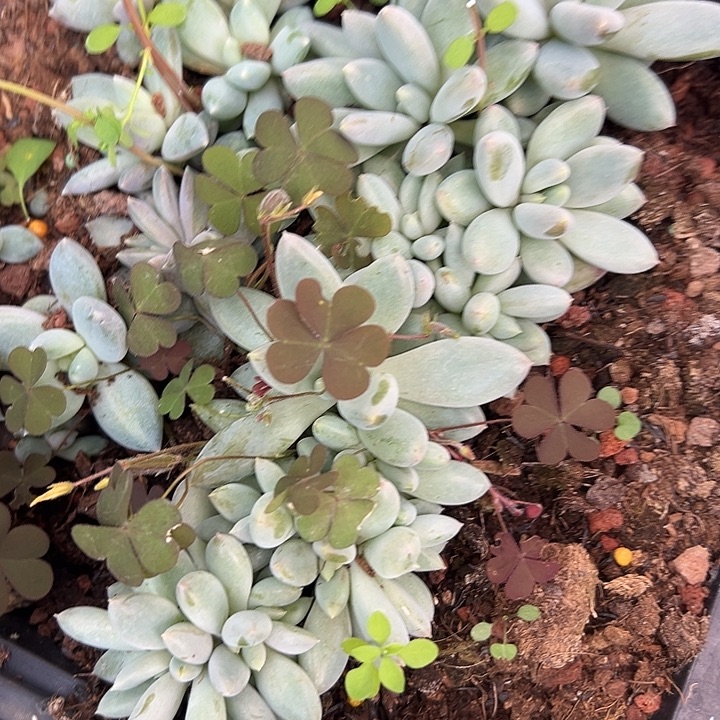 5盆哥特美人特价福利