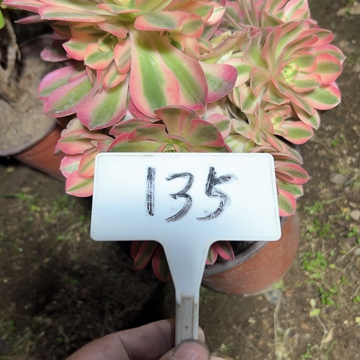 多肉植物粉女巫法师