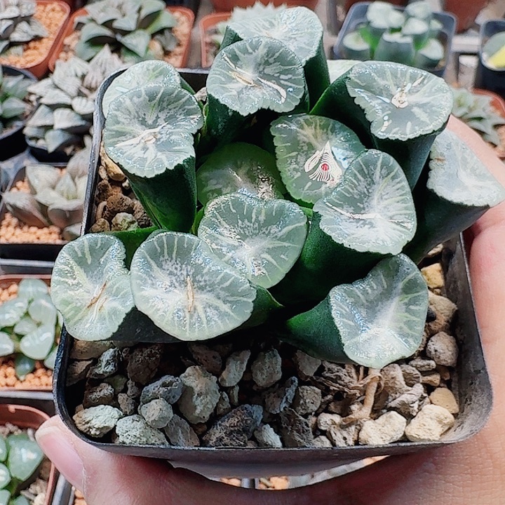 十二卷瑞云母本 福利