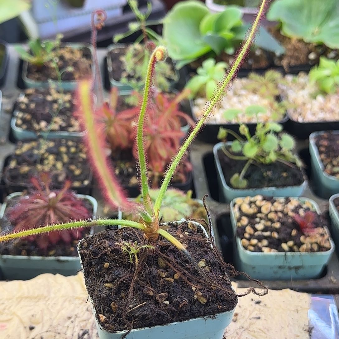 完全开放螺旋茅膏菜