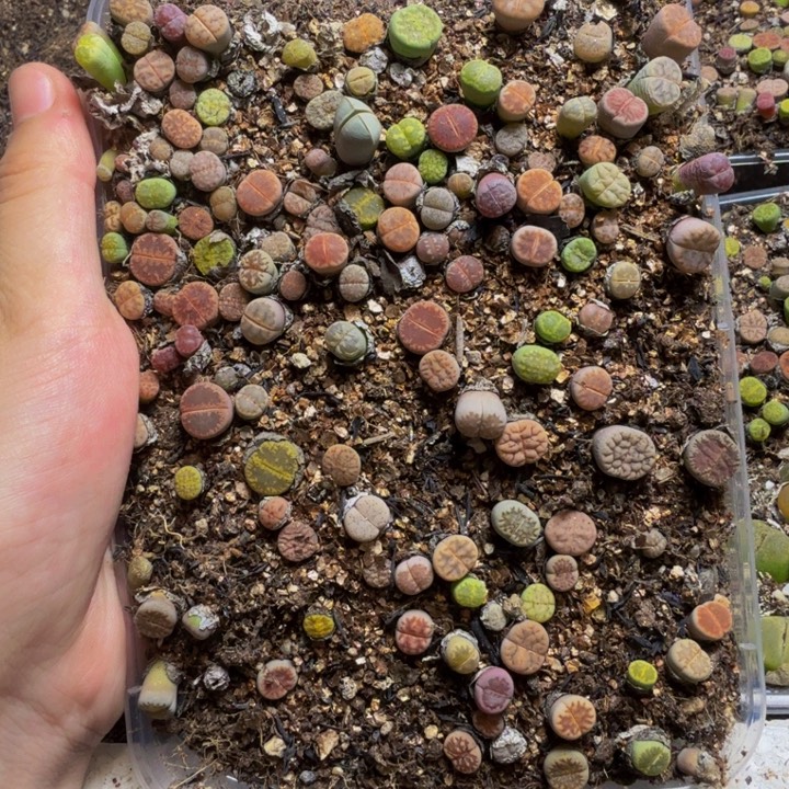 N***i多肉植物的生长发育规律190