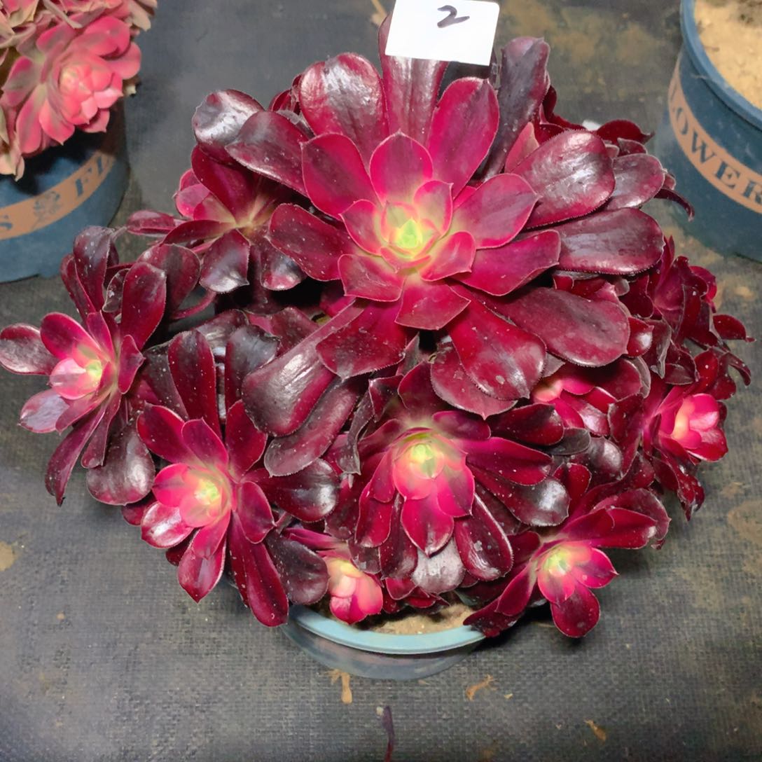 2美杜莎精品法师多肉