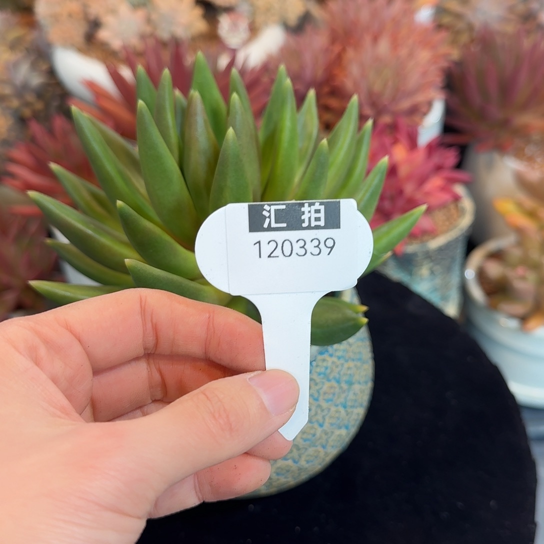 精品多肉植物120339