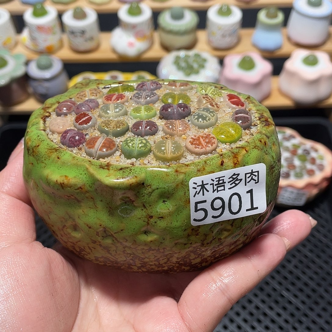 带盆土植物 一物一拍5901