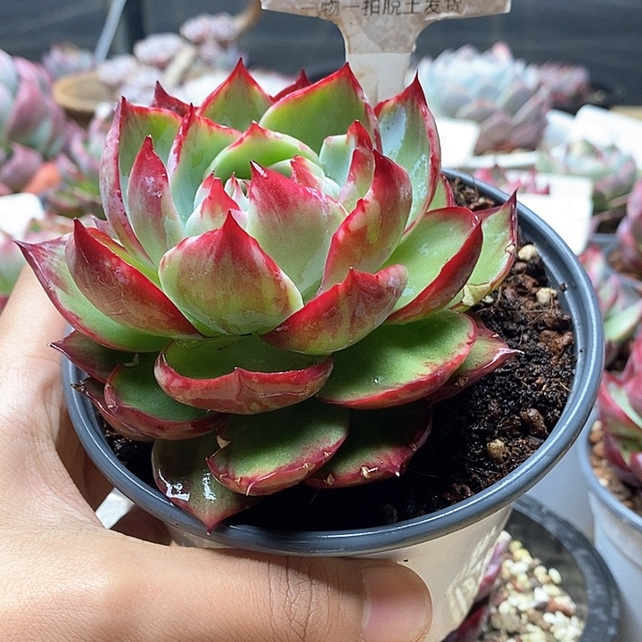 晴**兰惊鸿仙子一物一拍072