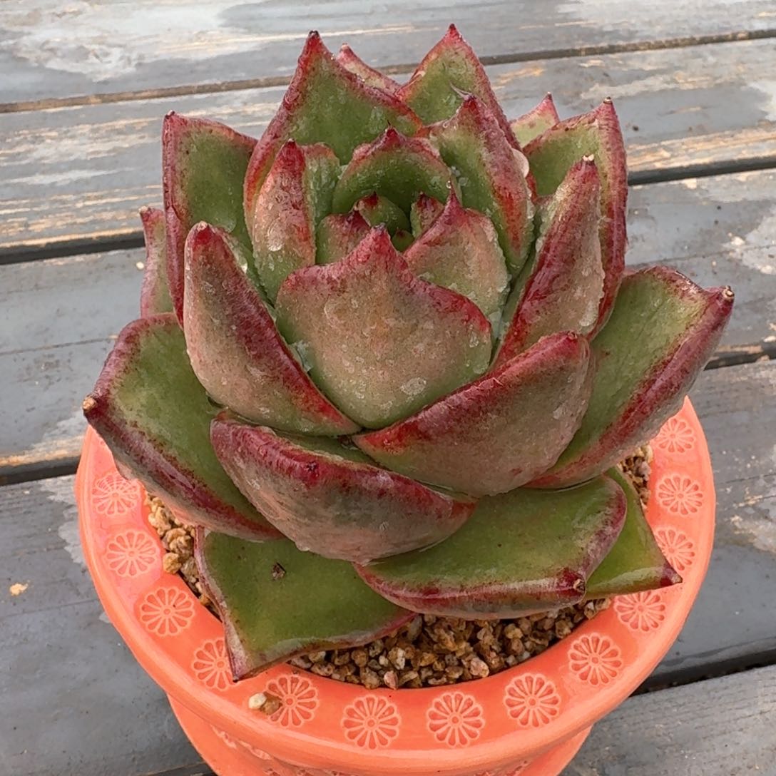 从前慢多肉精选编号0216.288