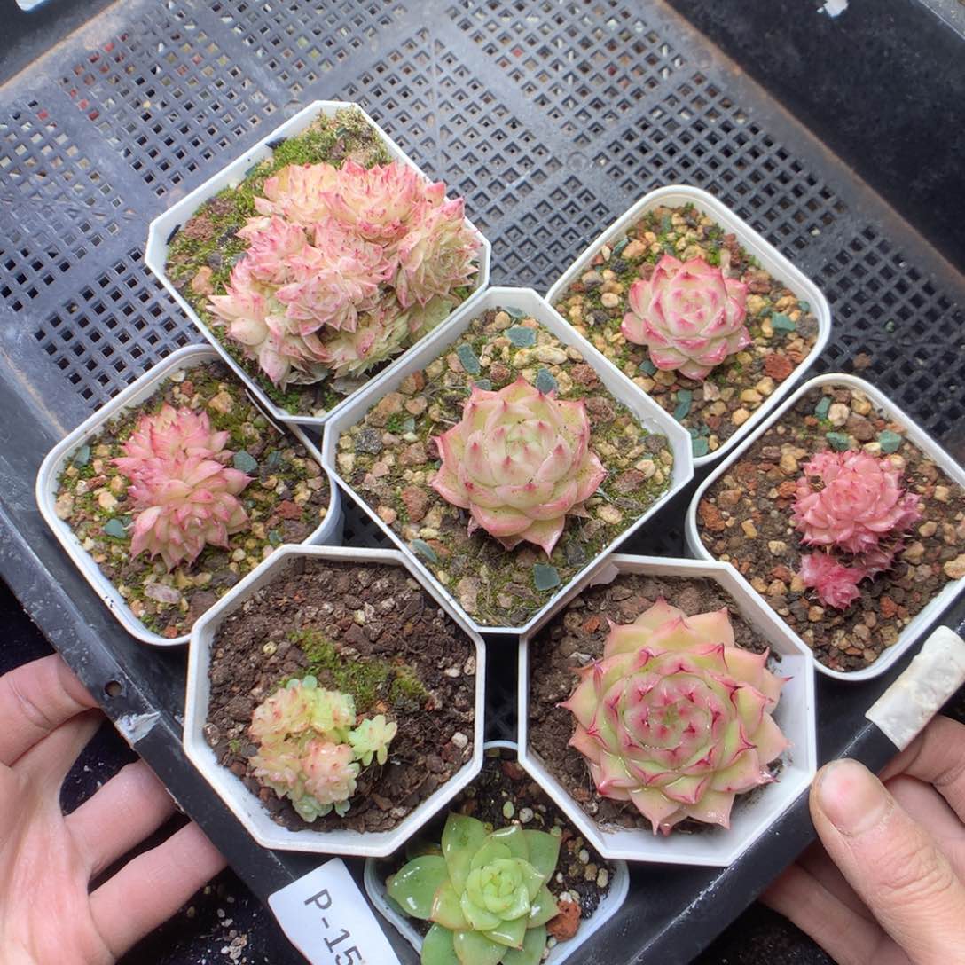 无花朵P154。yyyyyyyyyy