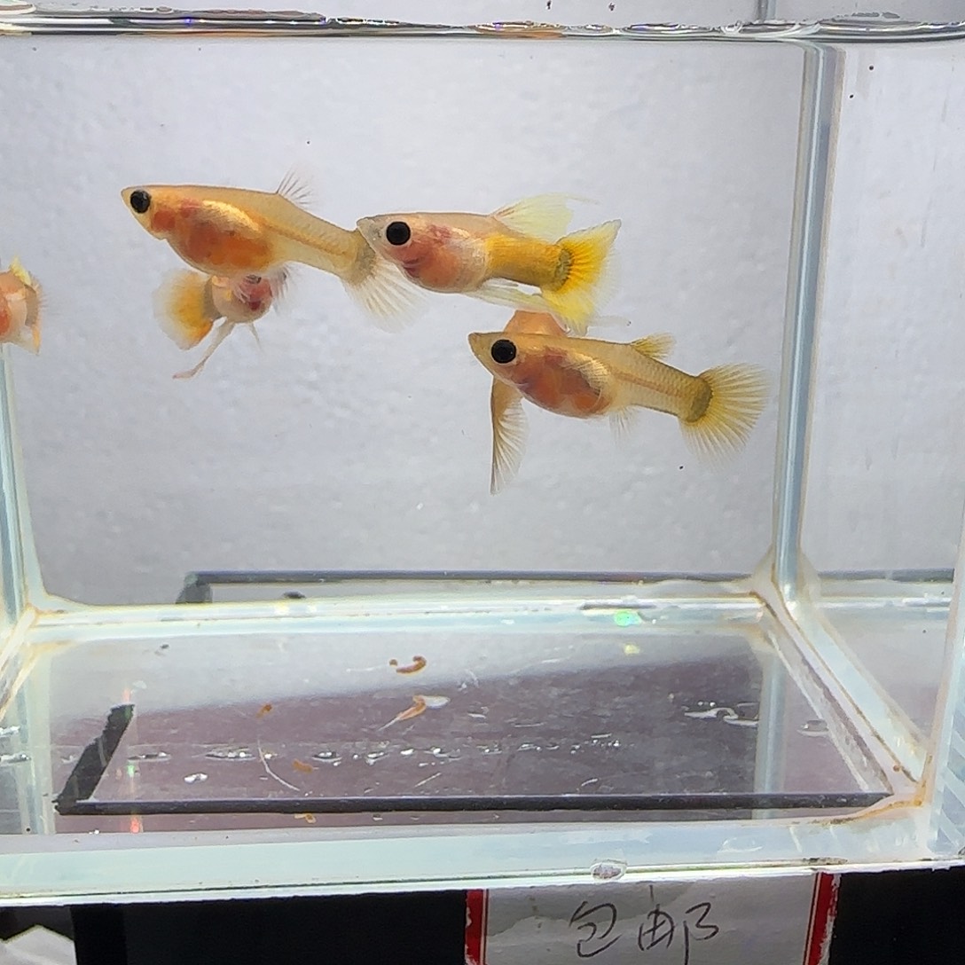 孔雀鱼黄金c练手六条