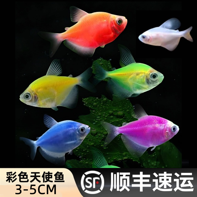 现捞【顺丰速发】3-5CM大号彩色荧光彩色鱼宠物观赏鱼淡水小型鱼