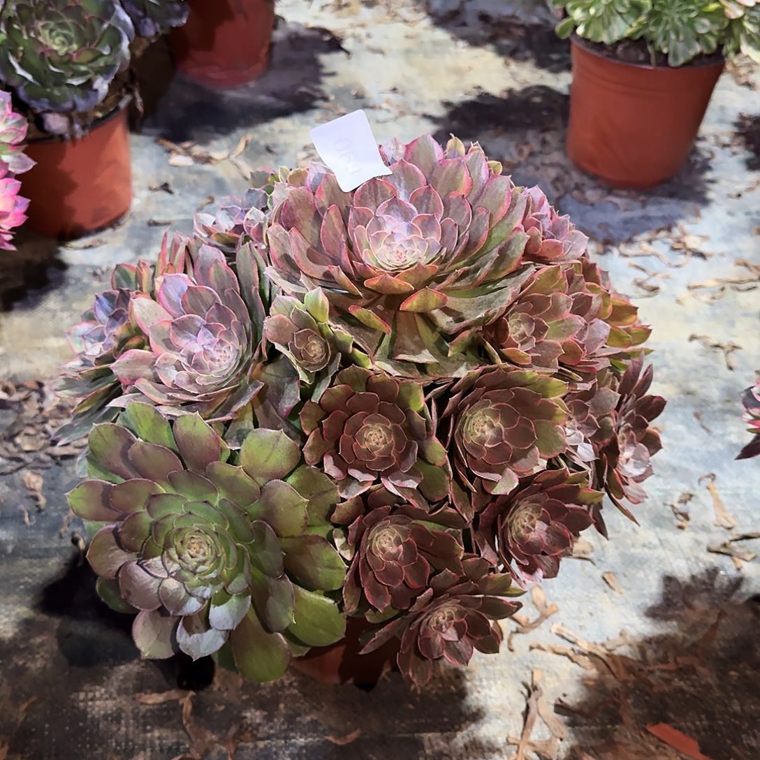 多肉植物半夏0690