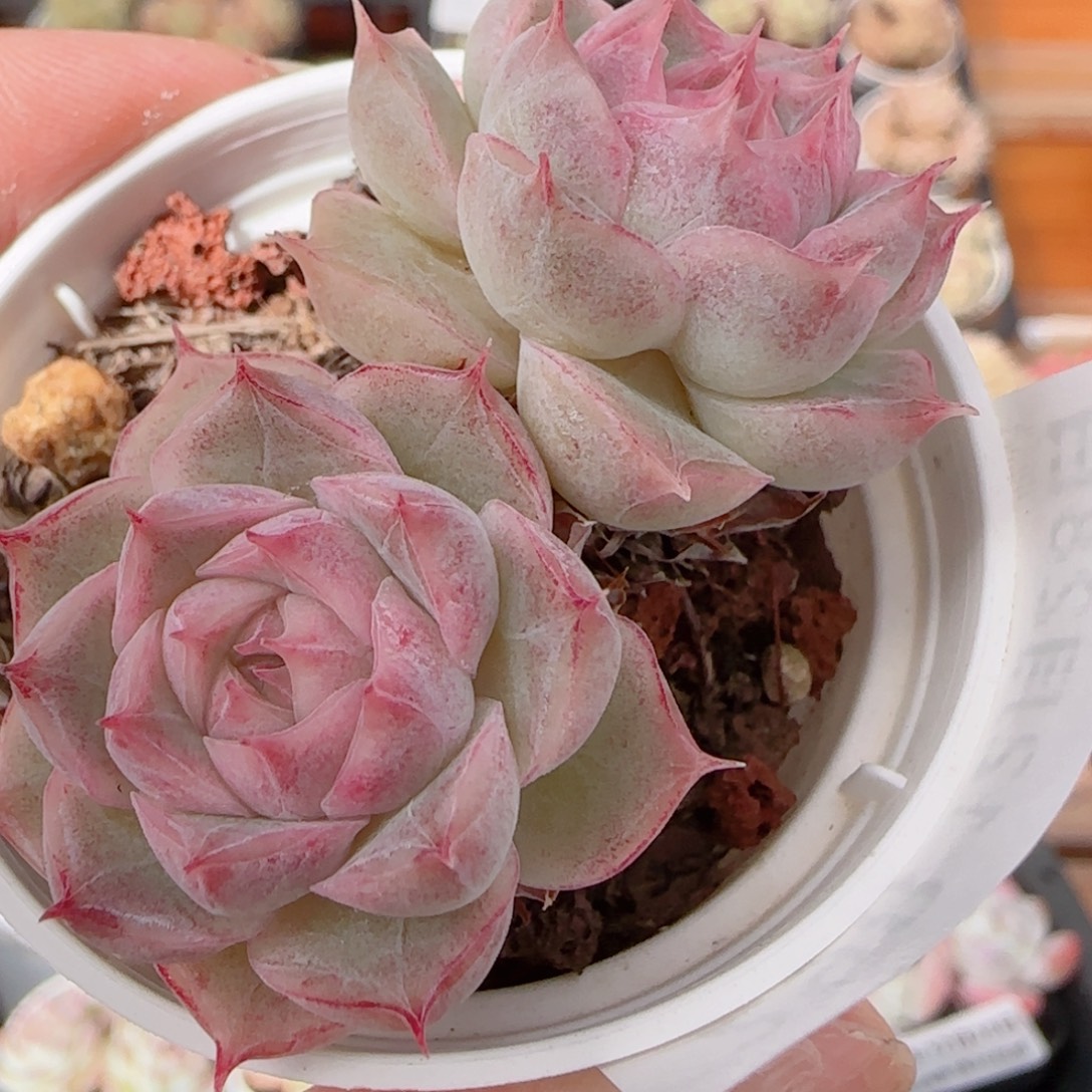 花语多肉1228-298散