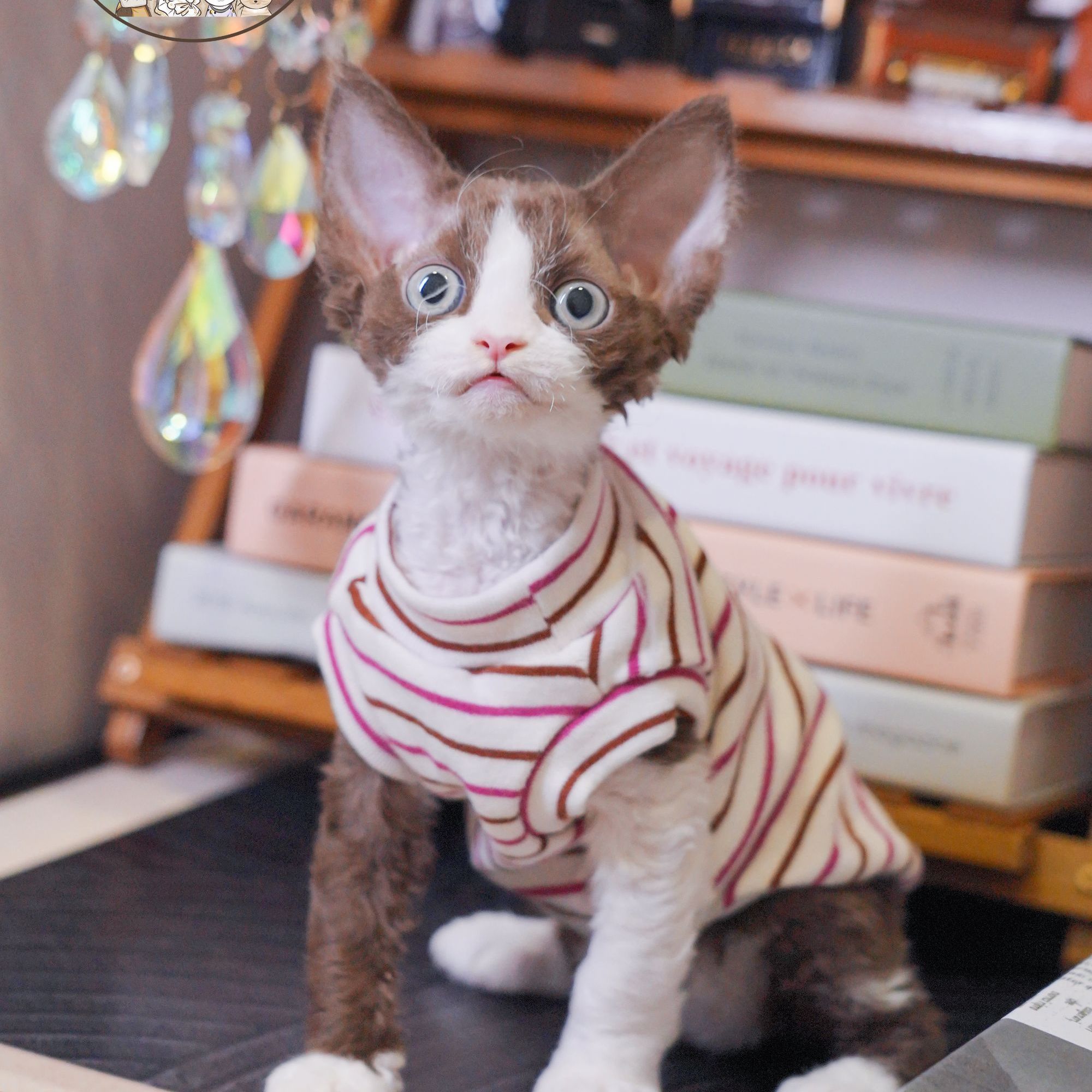咖白弟弟 2个月 德文卷毛猫