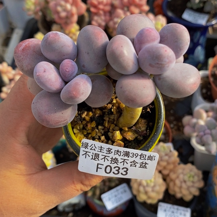 彩虹奶老桩033多肉植物