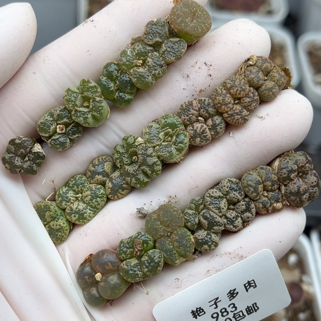 983号一首好看的勋章发货