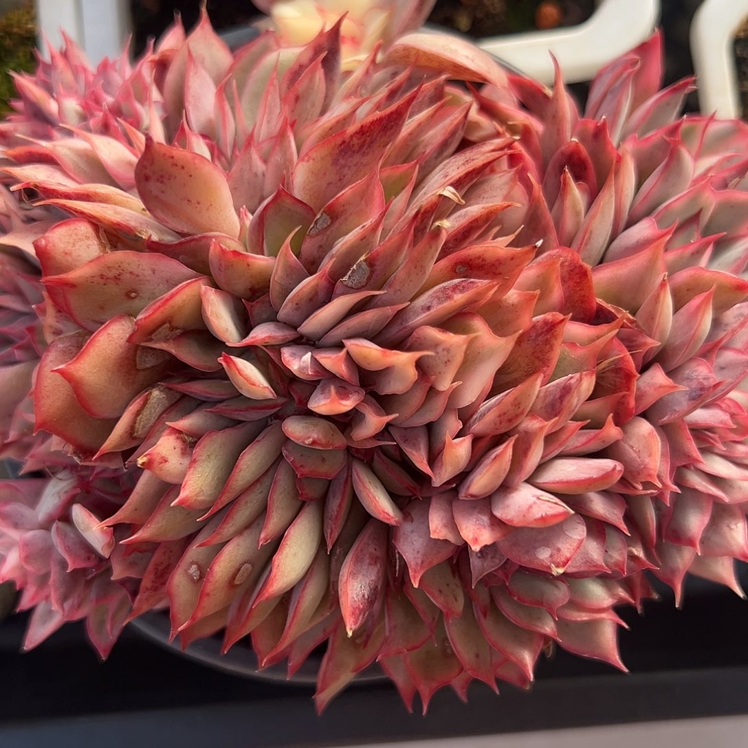 满38包邮月光女神锦缀