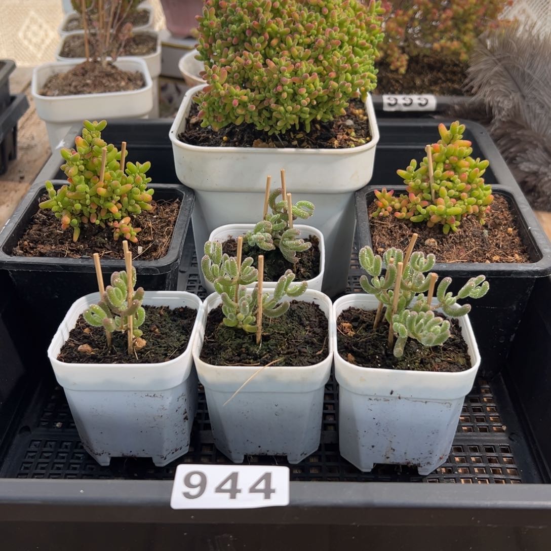 枝干番杏多肉植物944