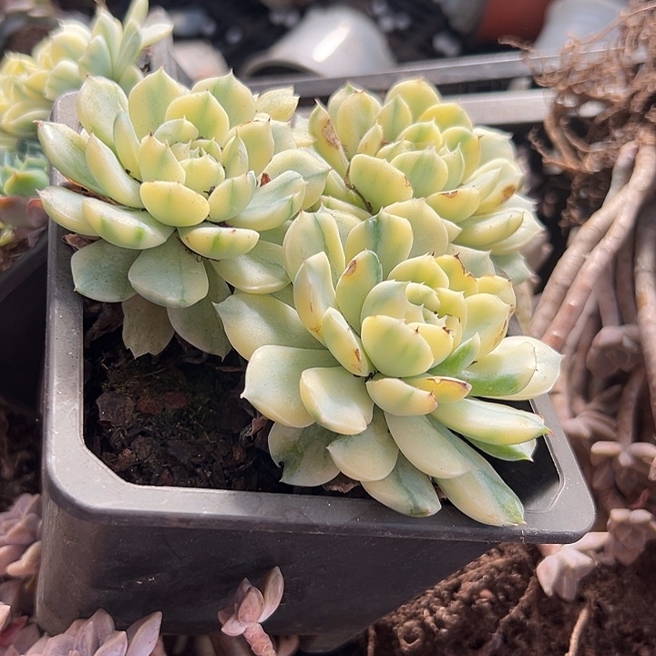 贝瑞锦。              