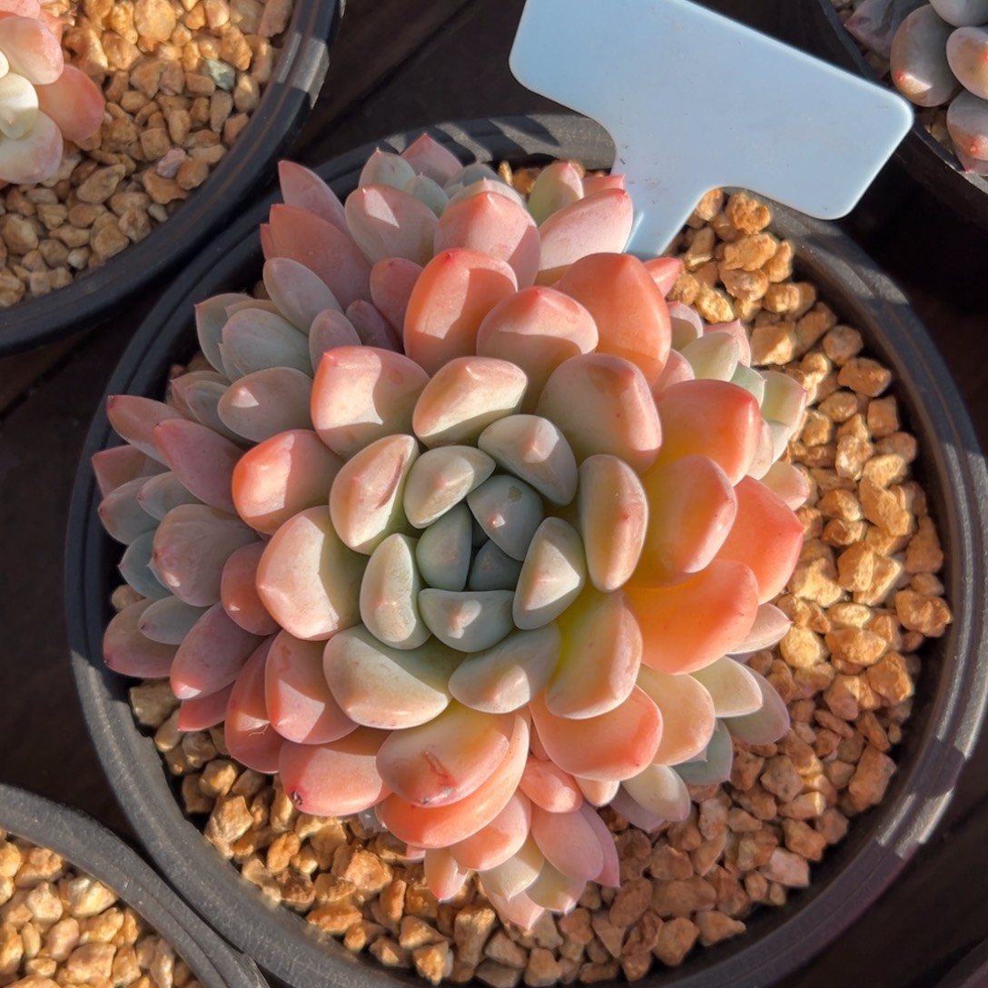 芙丽朵1111111111111