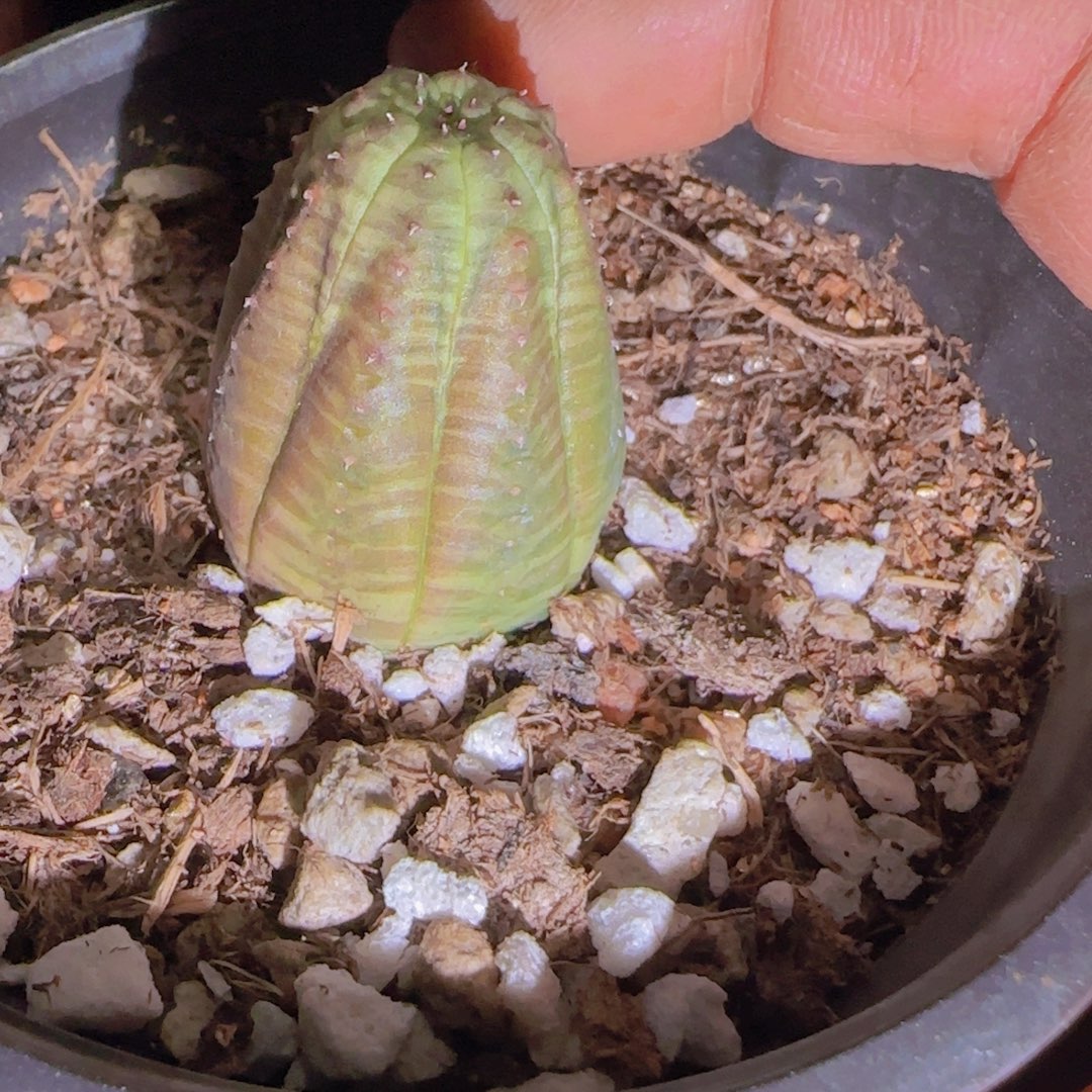 梦***点块根植物块根植物