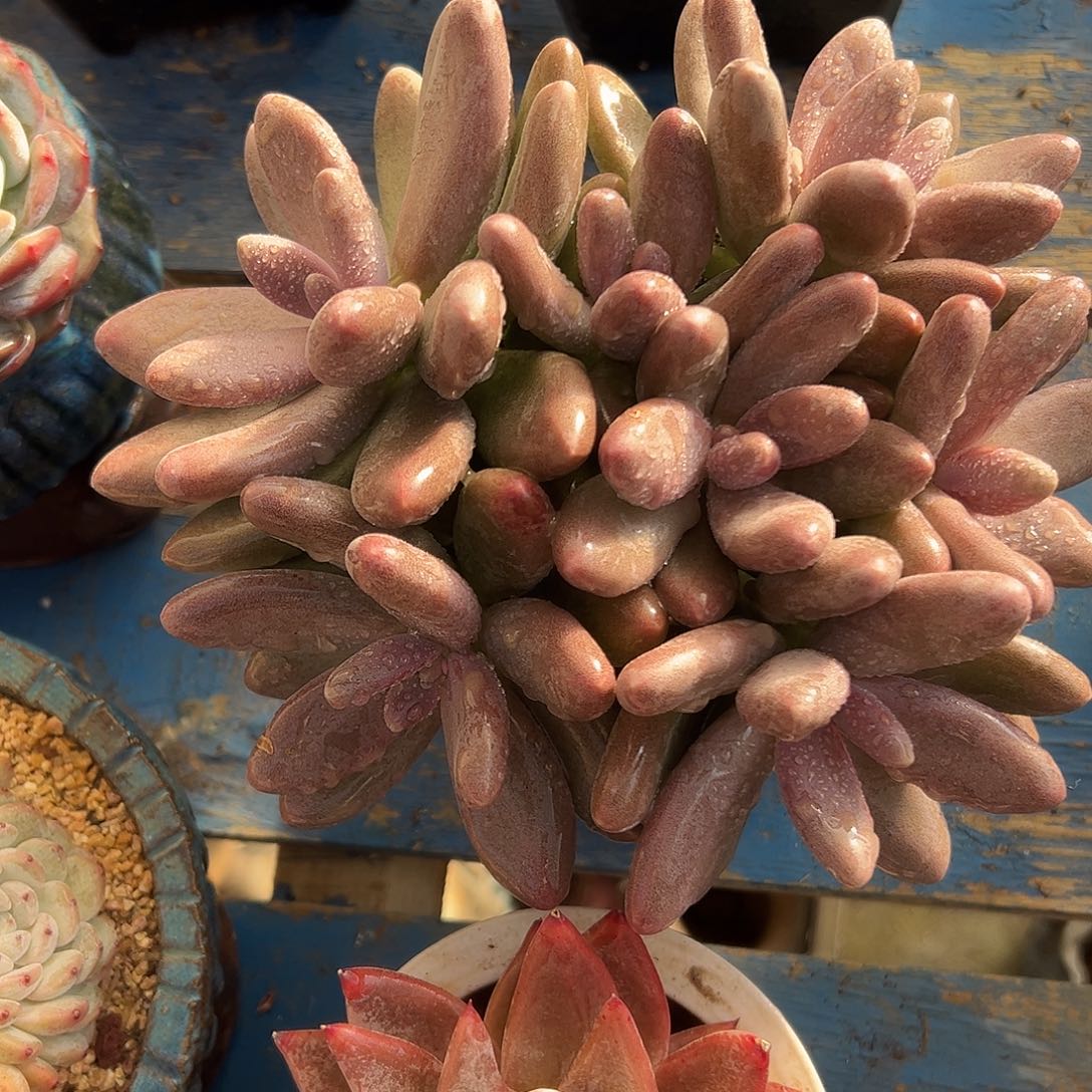 糖果美人一物一拍