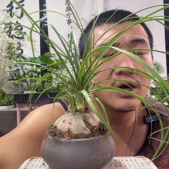 以实际为准盆栽盆景绿植103