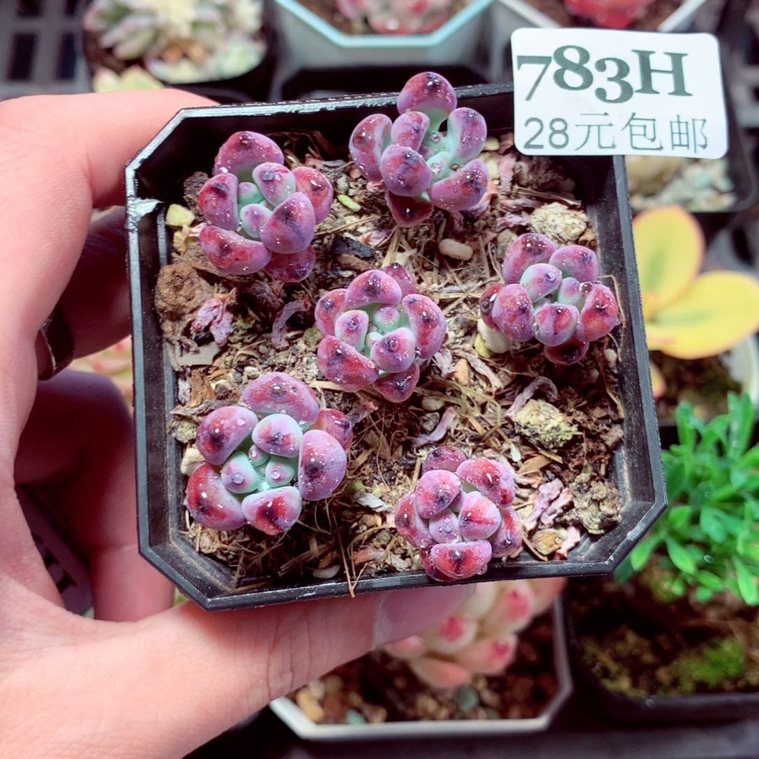 5厘米盆精控多肉783