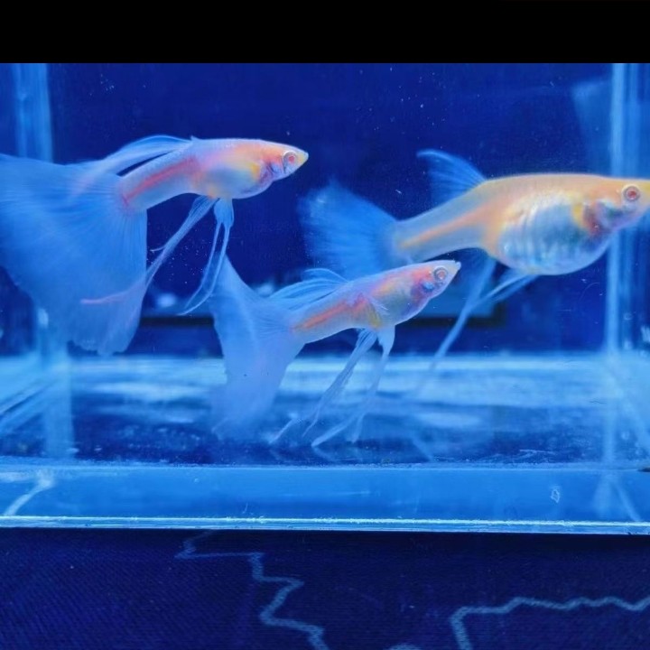 天空蓝小c段带孔雀鱼