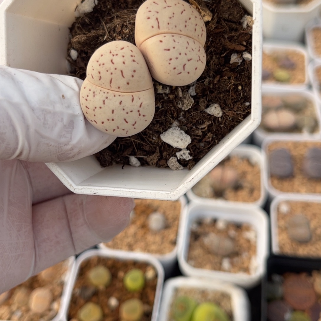 多肉植物一物一拍14