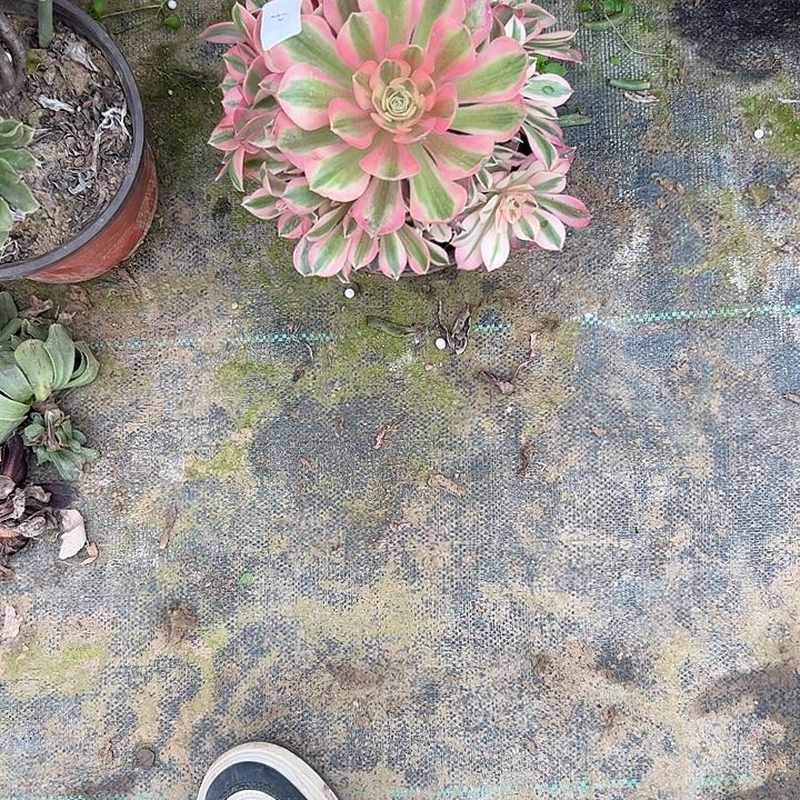 菊**子多肉法师植物链接60