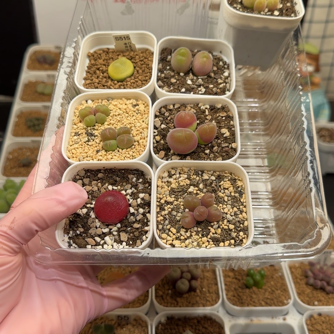 可***猫肉锥多肉植物组合-1466有疤