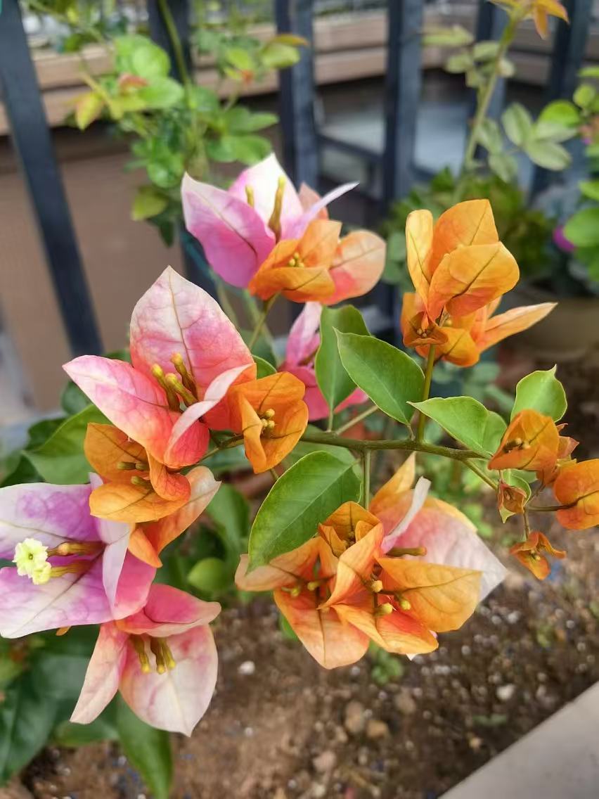 【主图只是图片】三角梅品种一物一拍专属链接四季开花