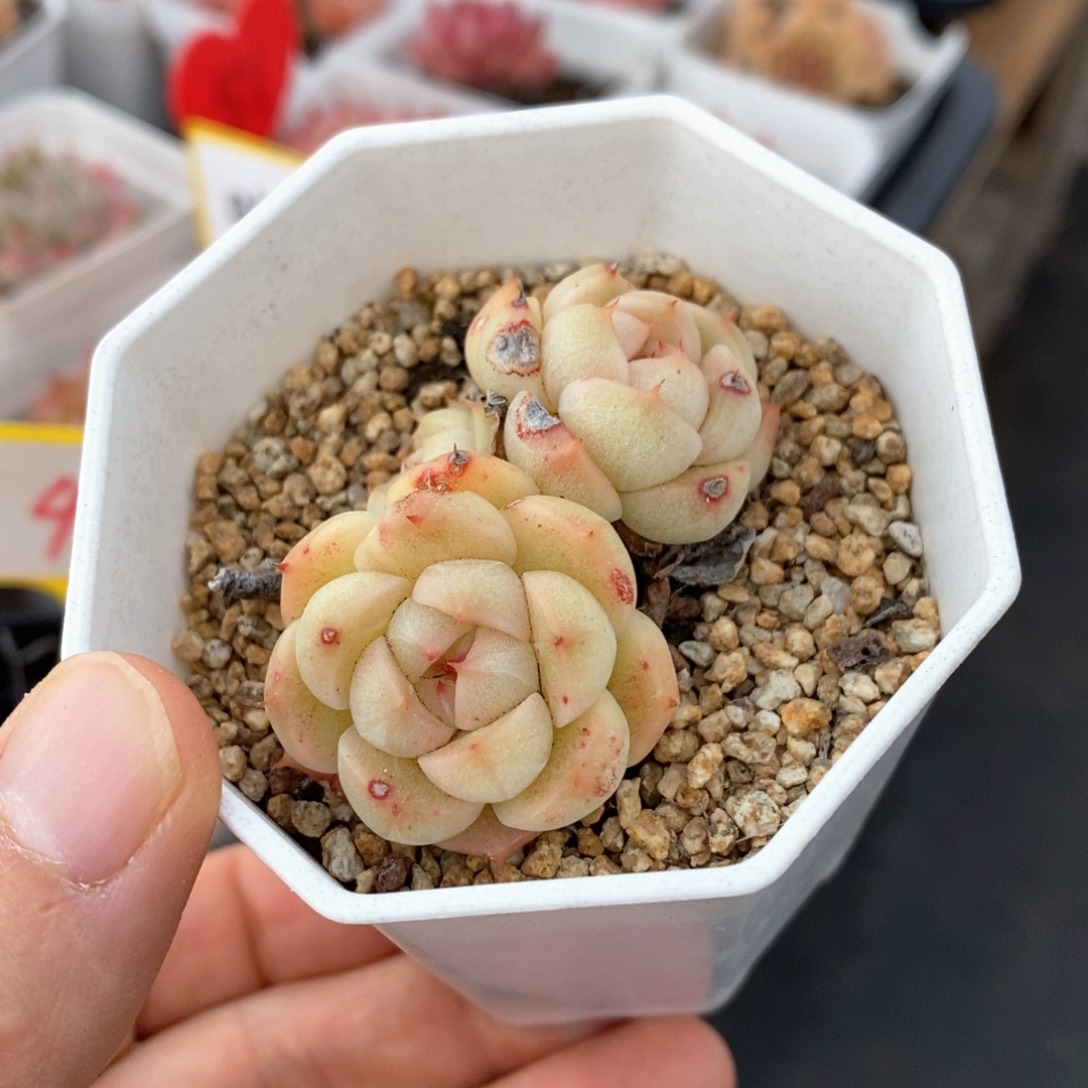 精品多肉一物一拍不包整34